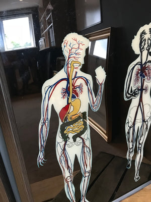 Reverse painted anatomical art on Perspex