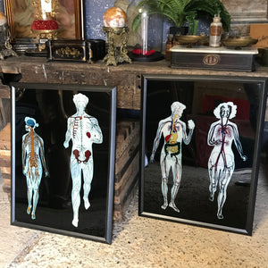 Reverse painted anatomical art on Perspex