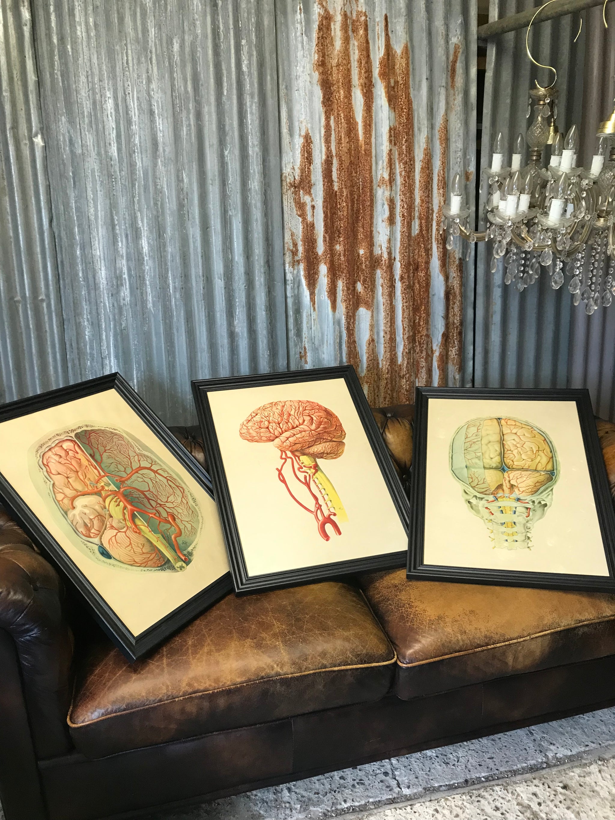 A large Mid-Century anatomical brain poster from Brocades pharmaceutical #1