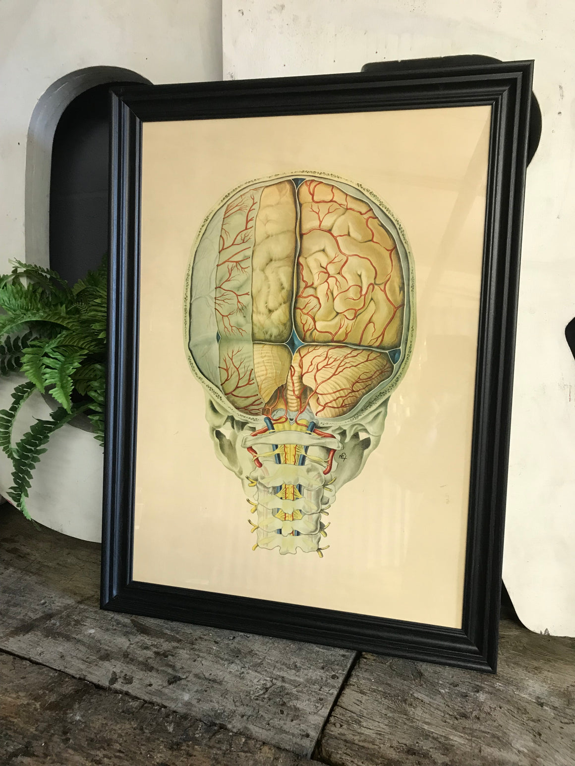 A large Mid-Century anatomical brain poster from Brocades pharmaceutical #2