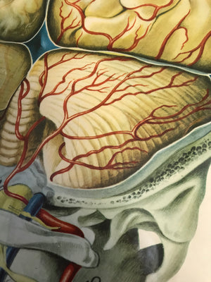 A large Mid-Century anatomical brain poster from Brocades pharmaceutical #2