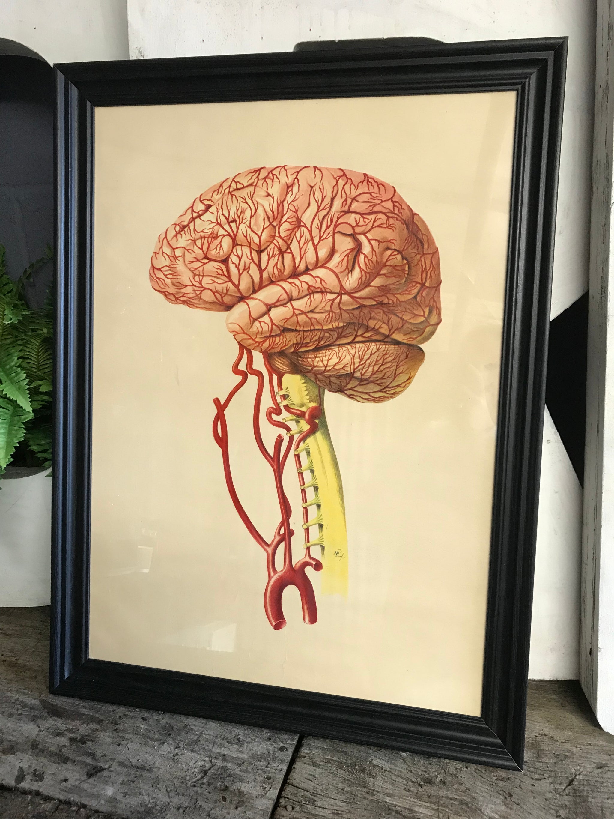 A large Mid-Century anatomical brain poster from Brocades pharmaceutical #3