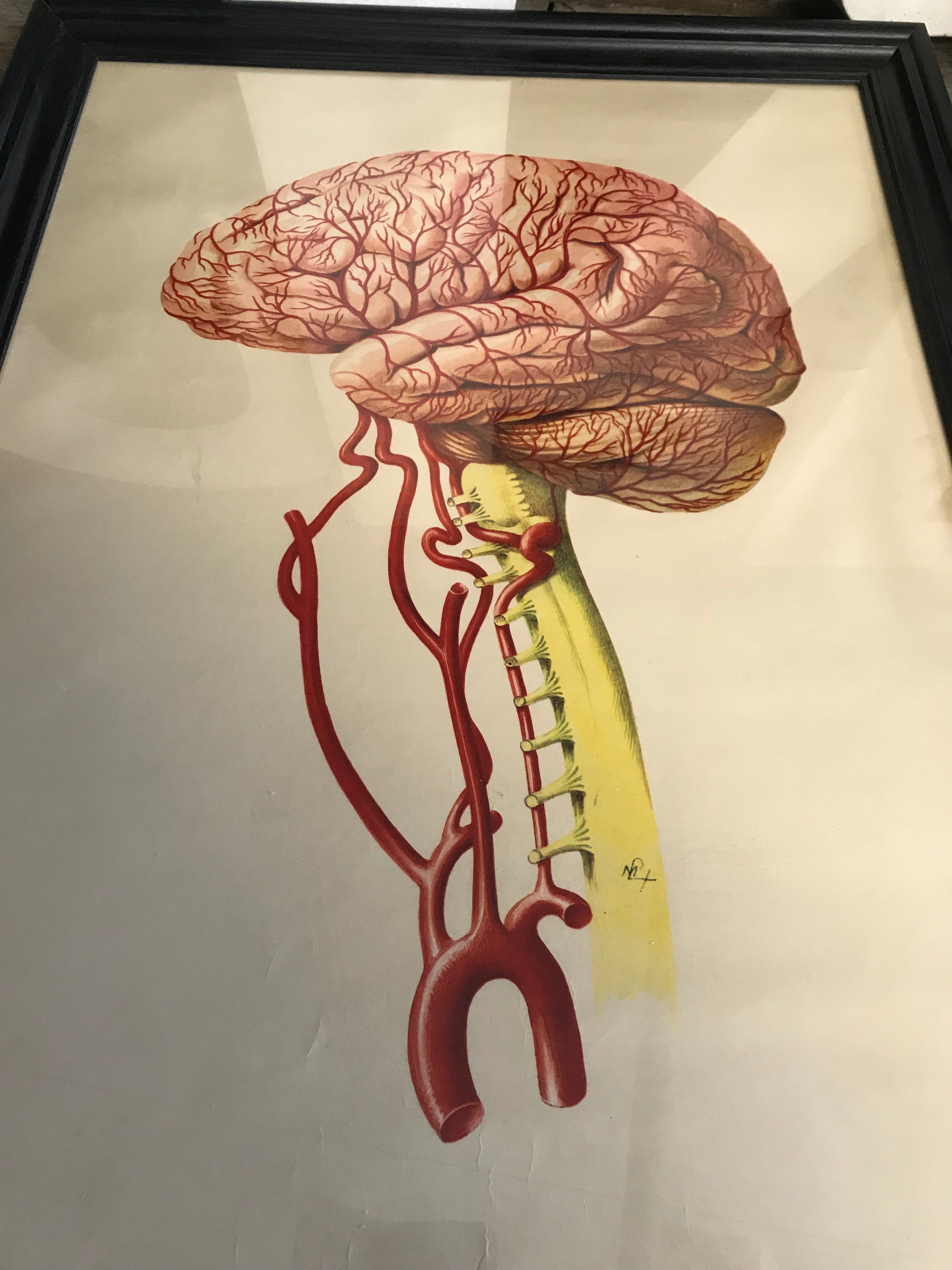 A large Mid-Century anatomical brain poster from Brocades pharmaceutical #3