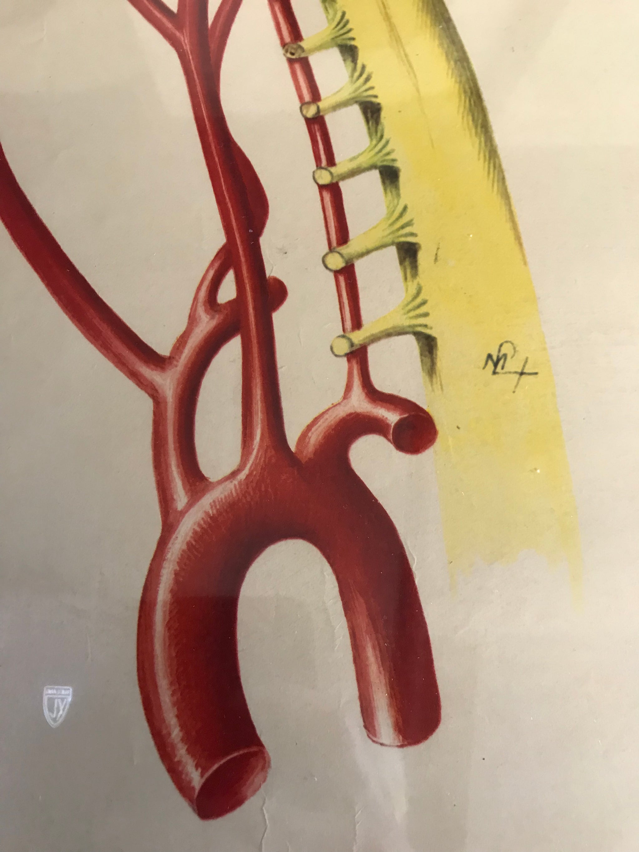 A large Mid-Century anatomical brain poster from Brocades pharmaceutical #3