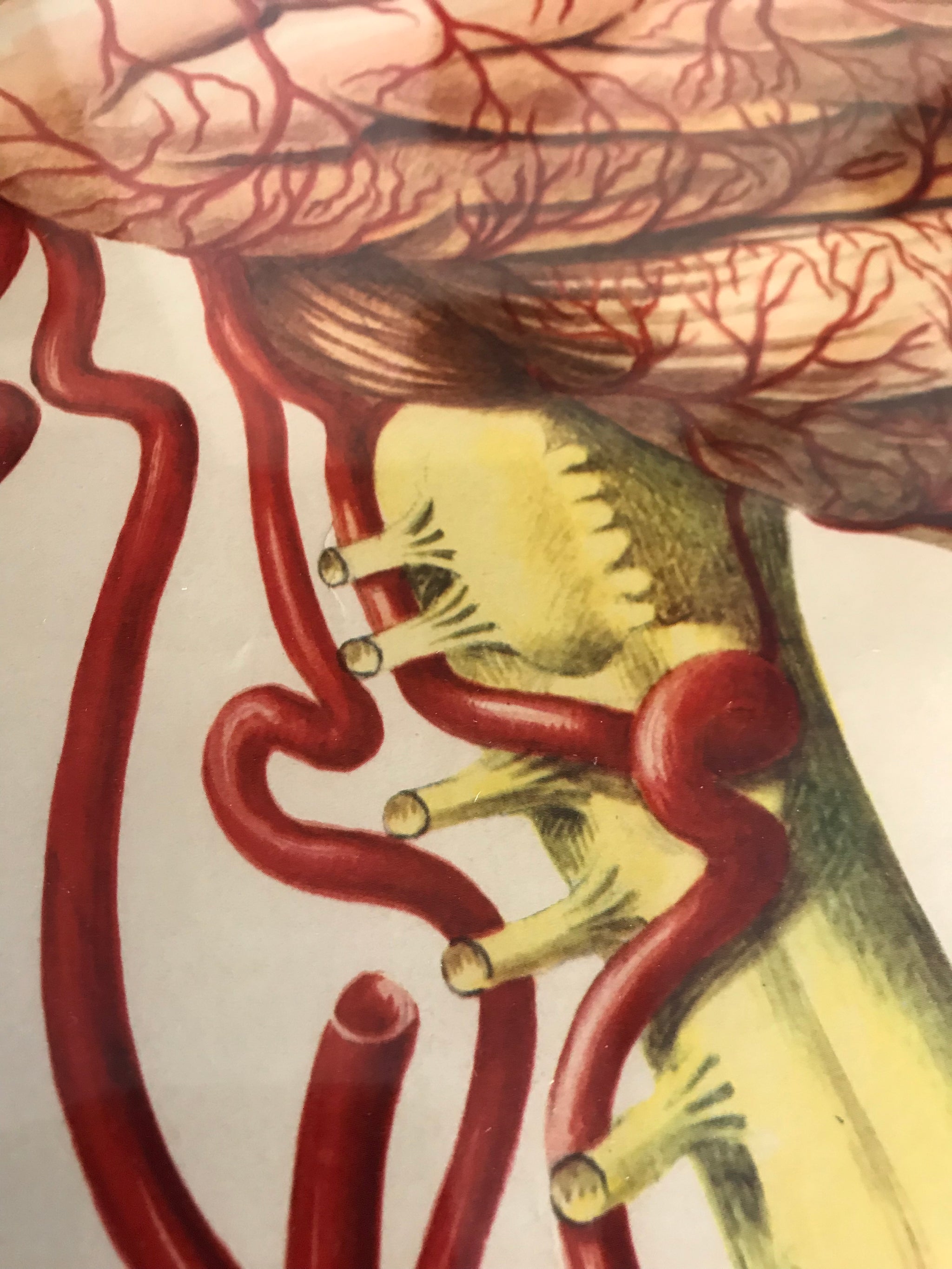 A large Mid-Century anatomical brain poster from Brocades pharmaceutical #3