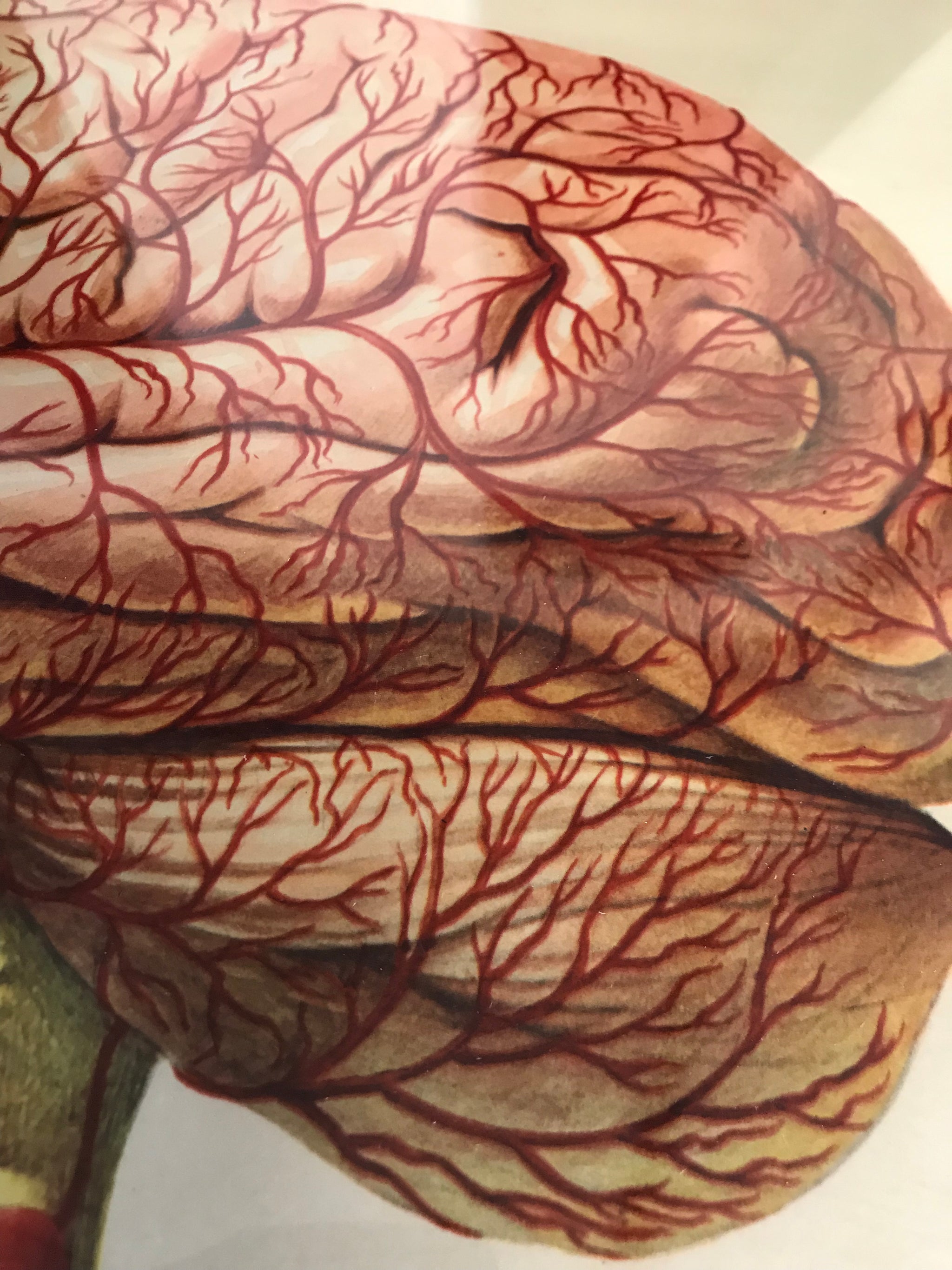 A large Mid-Century anatomical brain poster from Brocades pharmaceutical #3
