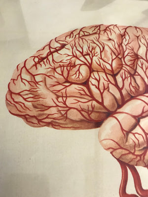 A large Mid-Century anatomical brain poster from Brocades pharmaceutical #3