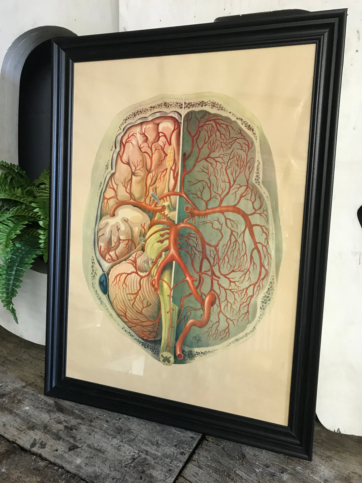 A large Mid-Century anatomical brain poster from Brocades pharmaceutical #1