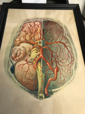 A large Mid-Century anatomical brain poster from Brocades pharmaceutical #1
