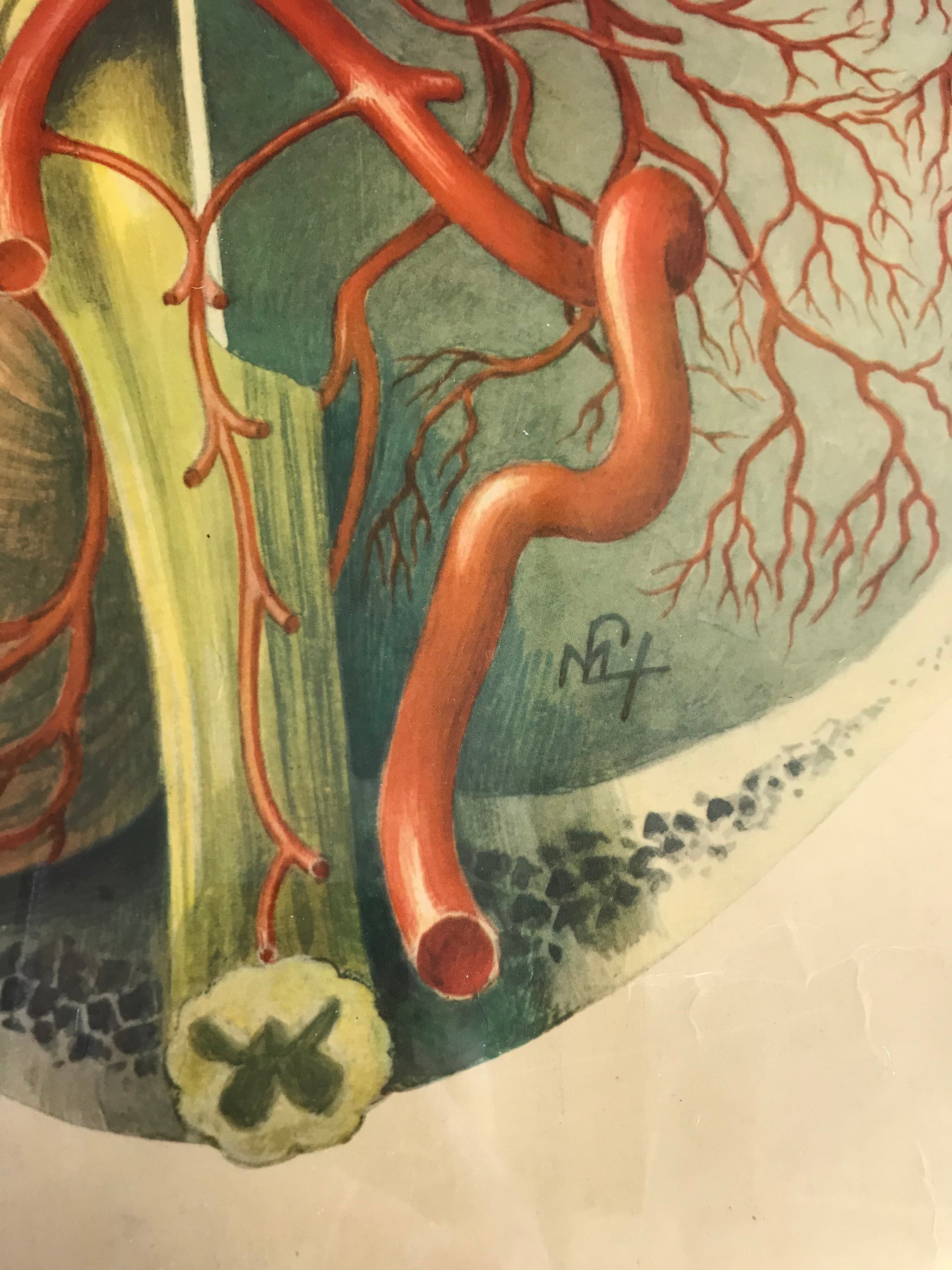 A large Mid-Century anatomical brain poster from Brocades pharmaceutical #1