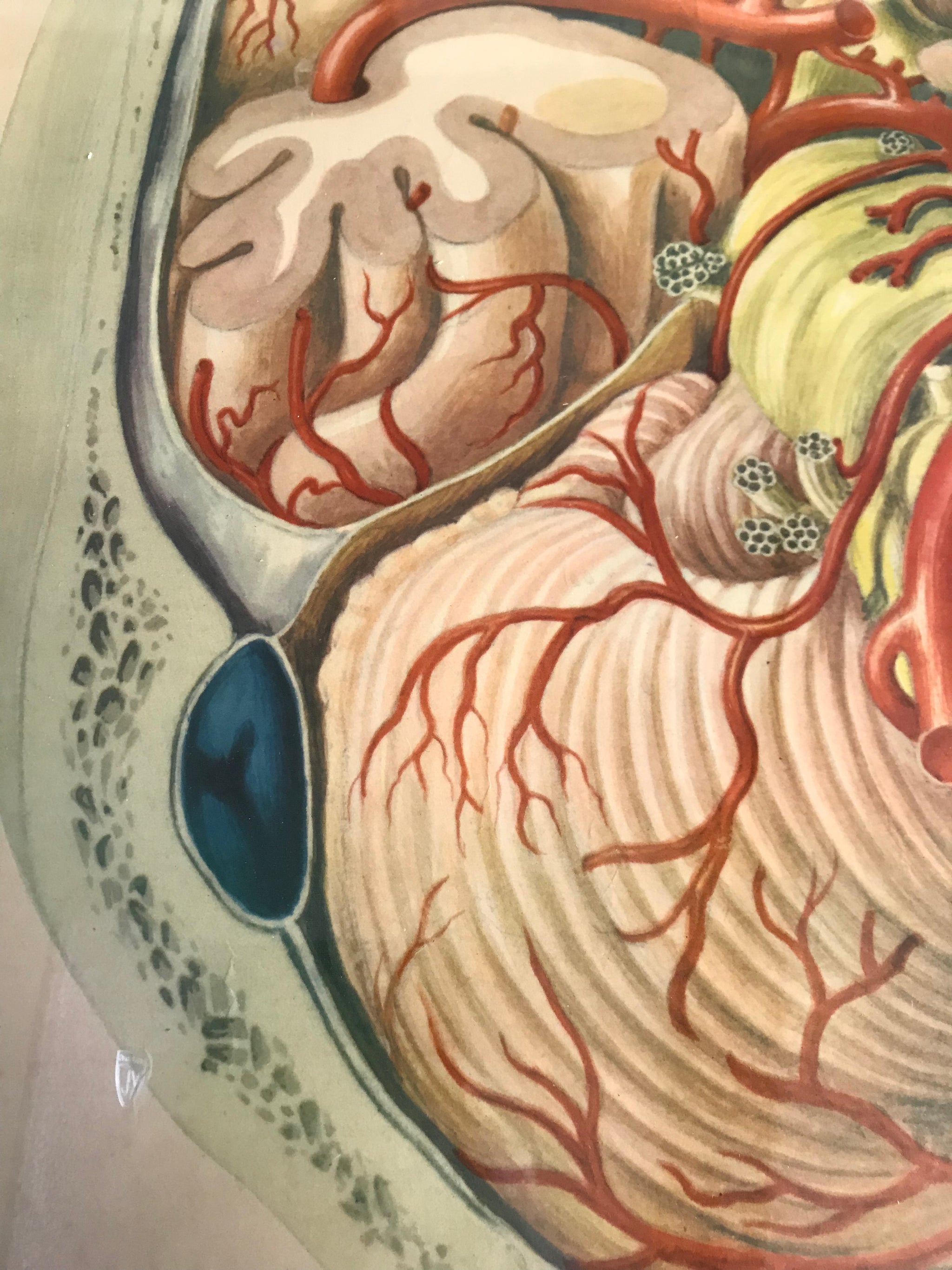 A large Mid-Century anatomical brain poster from Brocades pharmaceutical #1