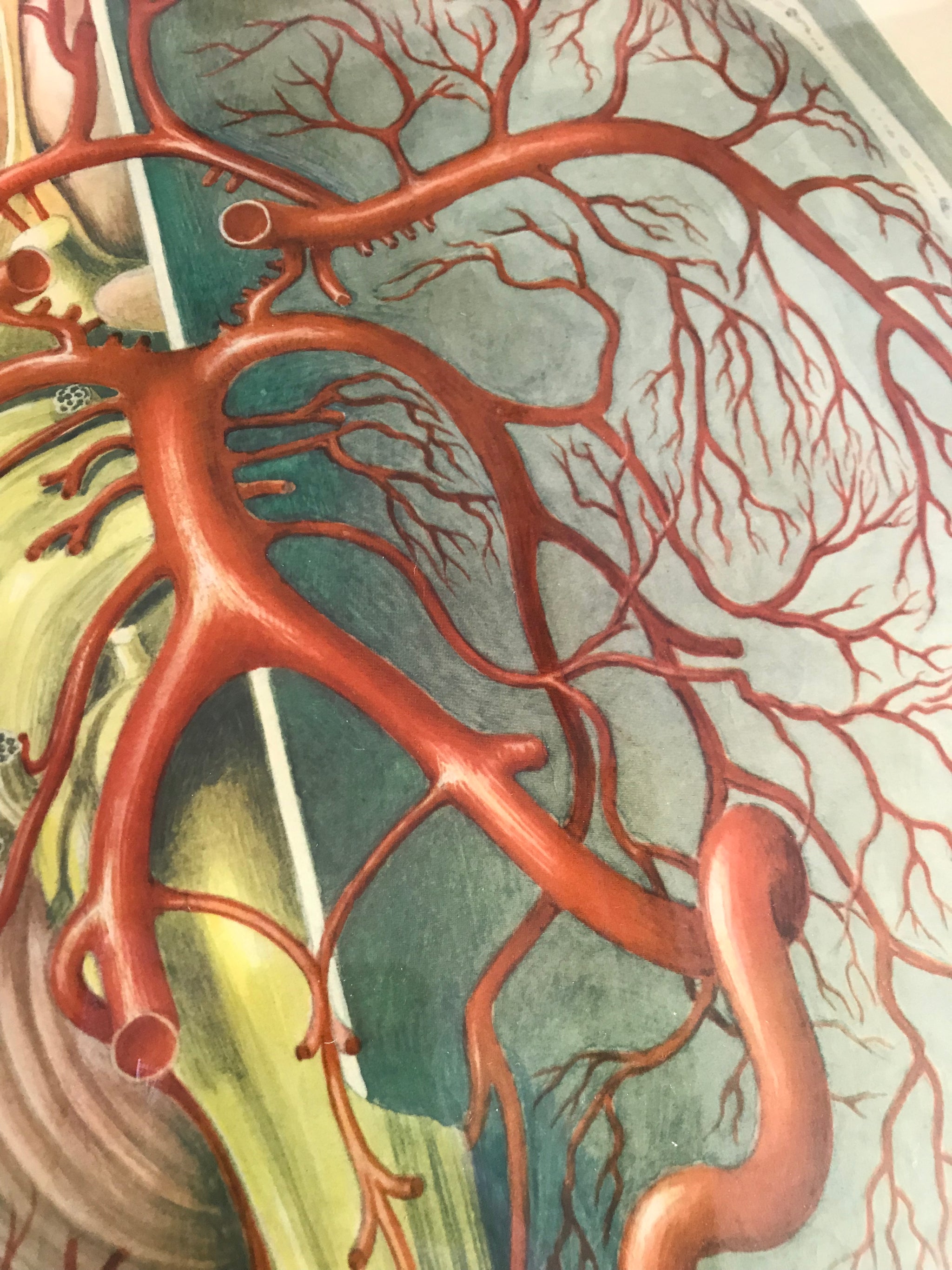 A large Mid-Century anatomical brain poster from Brocades pharmaceutical #1