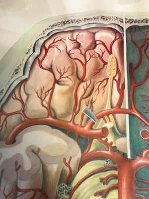 A large Mid-Century anatomical brain poster from Brocades pharmaceutical #1