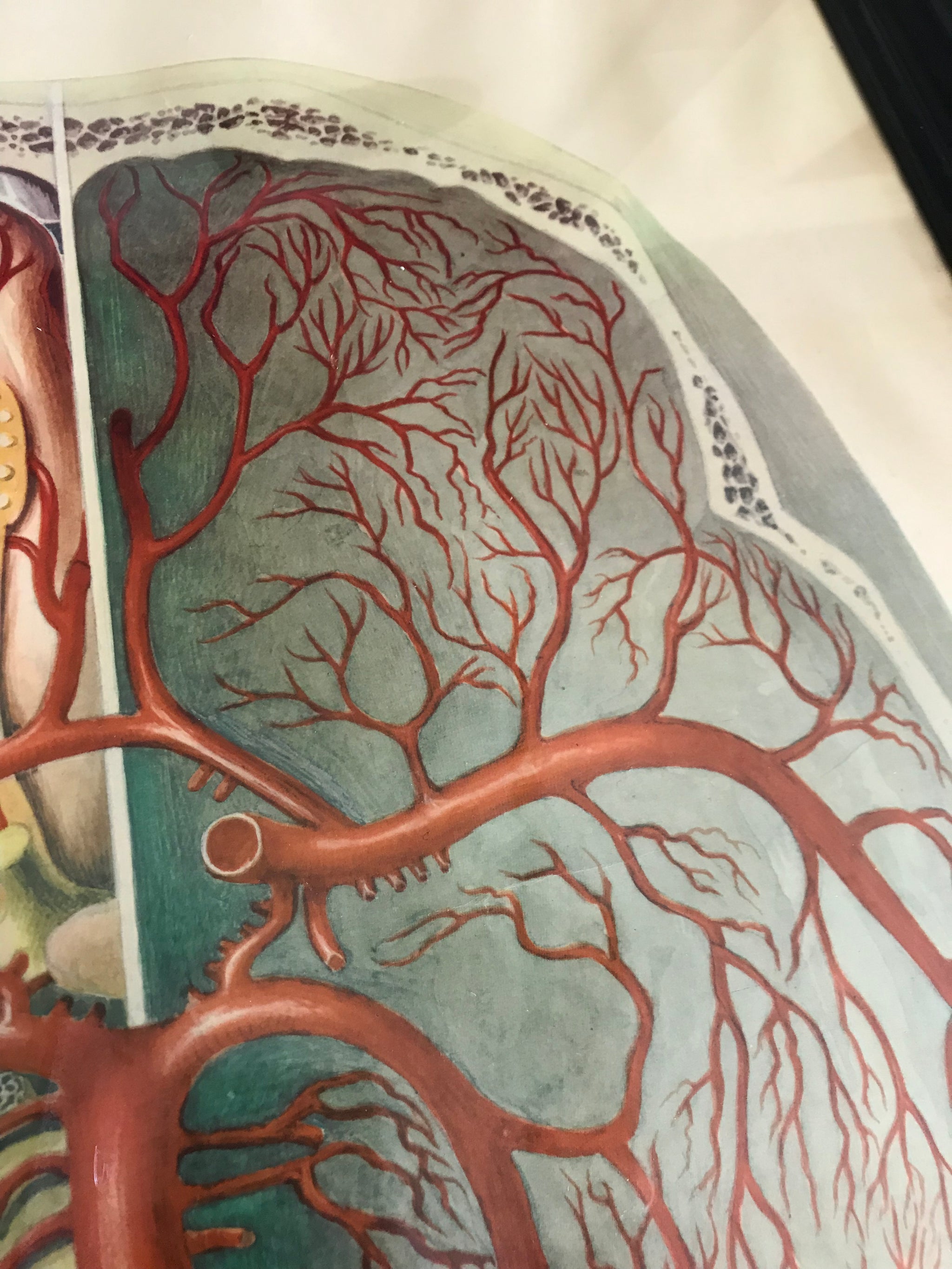 A large Mid-Century anatomical brain poster from Brocades pharmaceutical #1