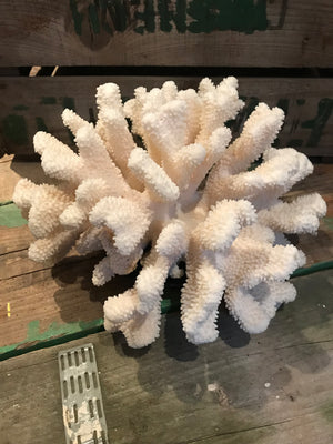 A large Natural History coral specimen- 33cm