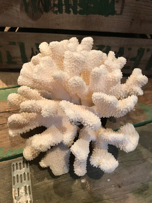 A large Natural History coral specimen- 33cm