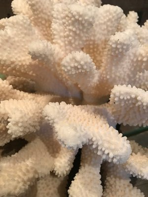 A large Natural History coral specimen- 33cm