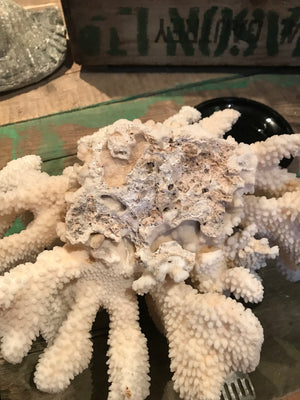 A large Natural History coral specimen- 33cm