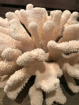 A large Natural History coral specimen- 33cm