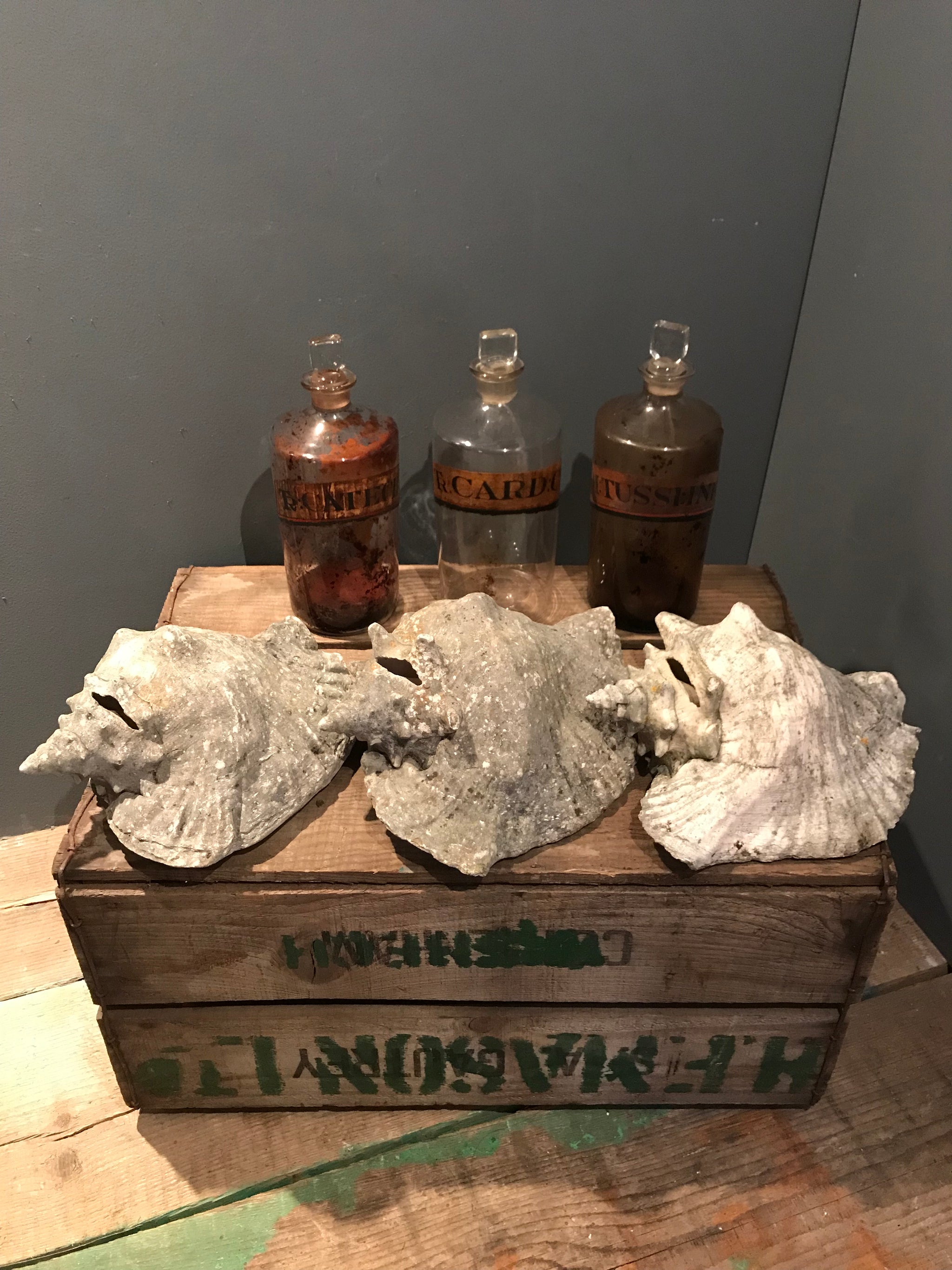 A weathered conch shell specimen- medium tone