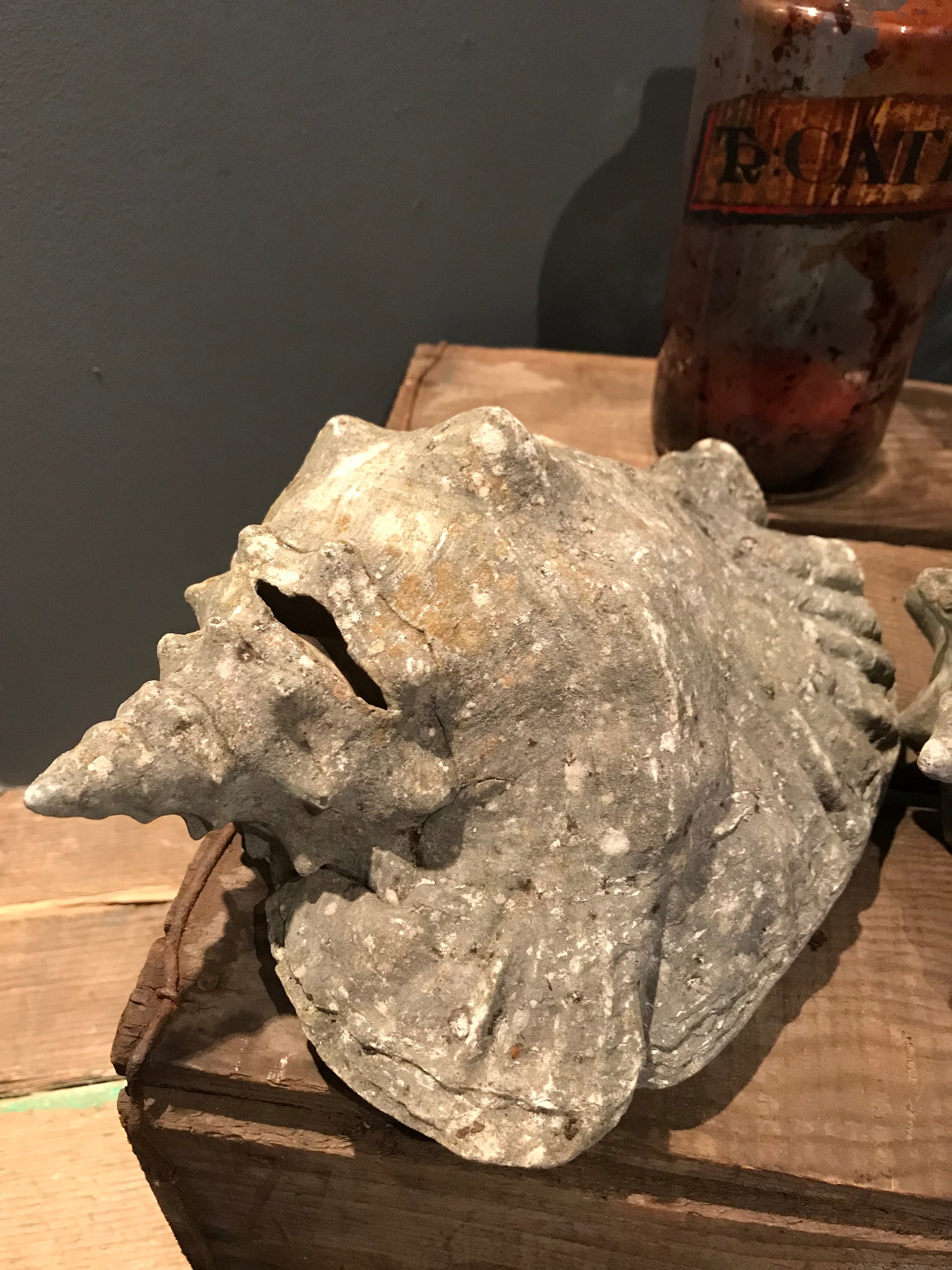 A weathered conch shell specimen- medium tone