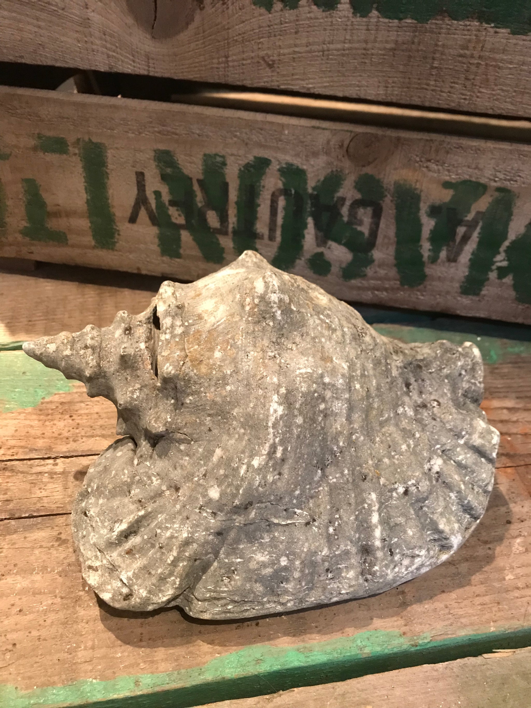 A weathered conch shell specimen- medium tone