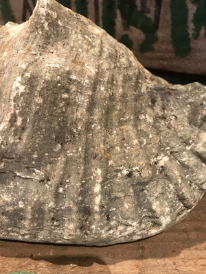 A weathered conch shell specimen- medium tone