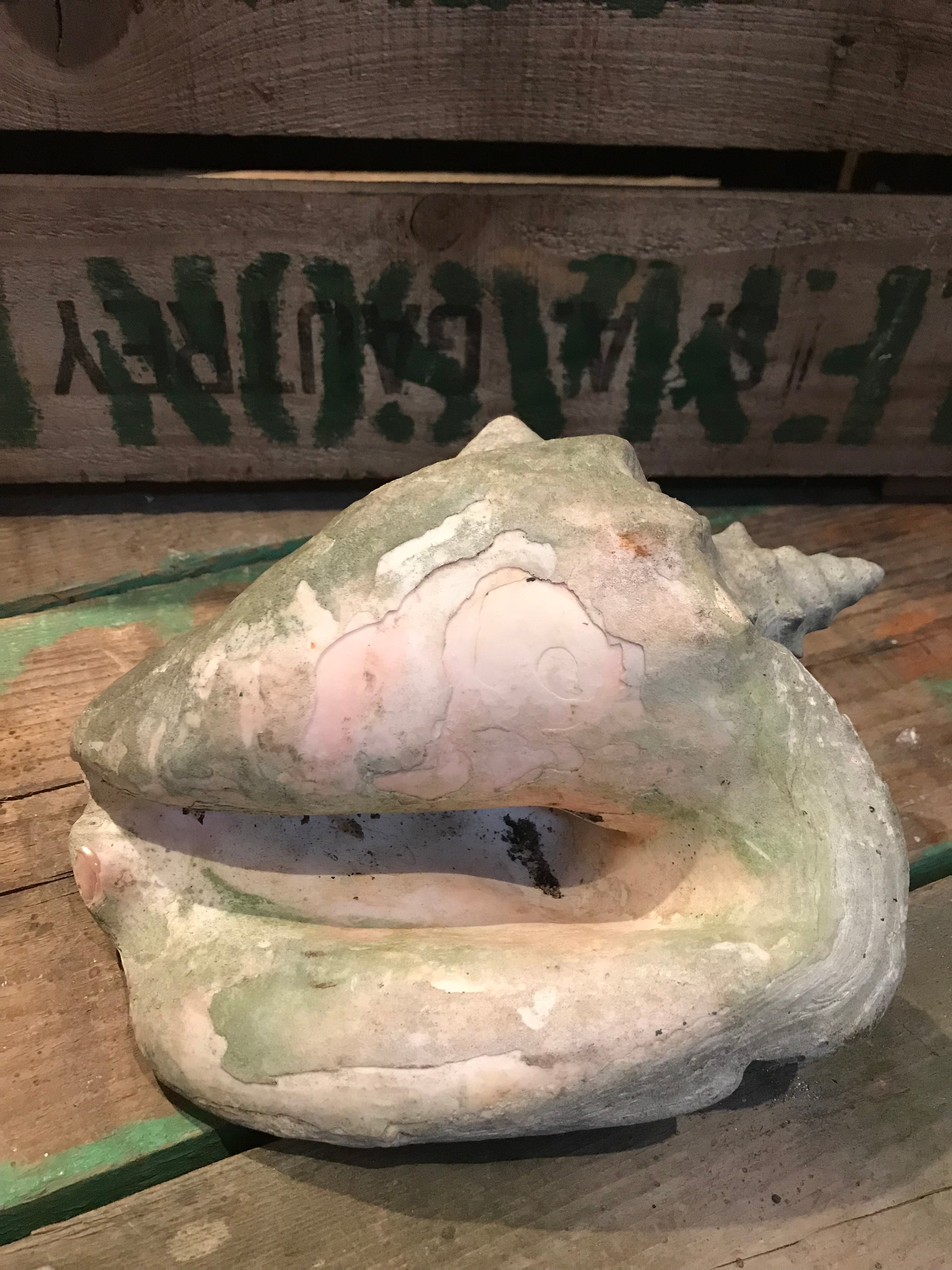 A weathered conch shell specimen- medium tone