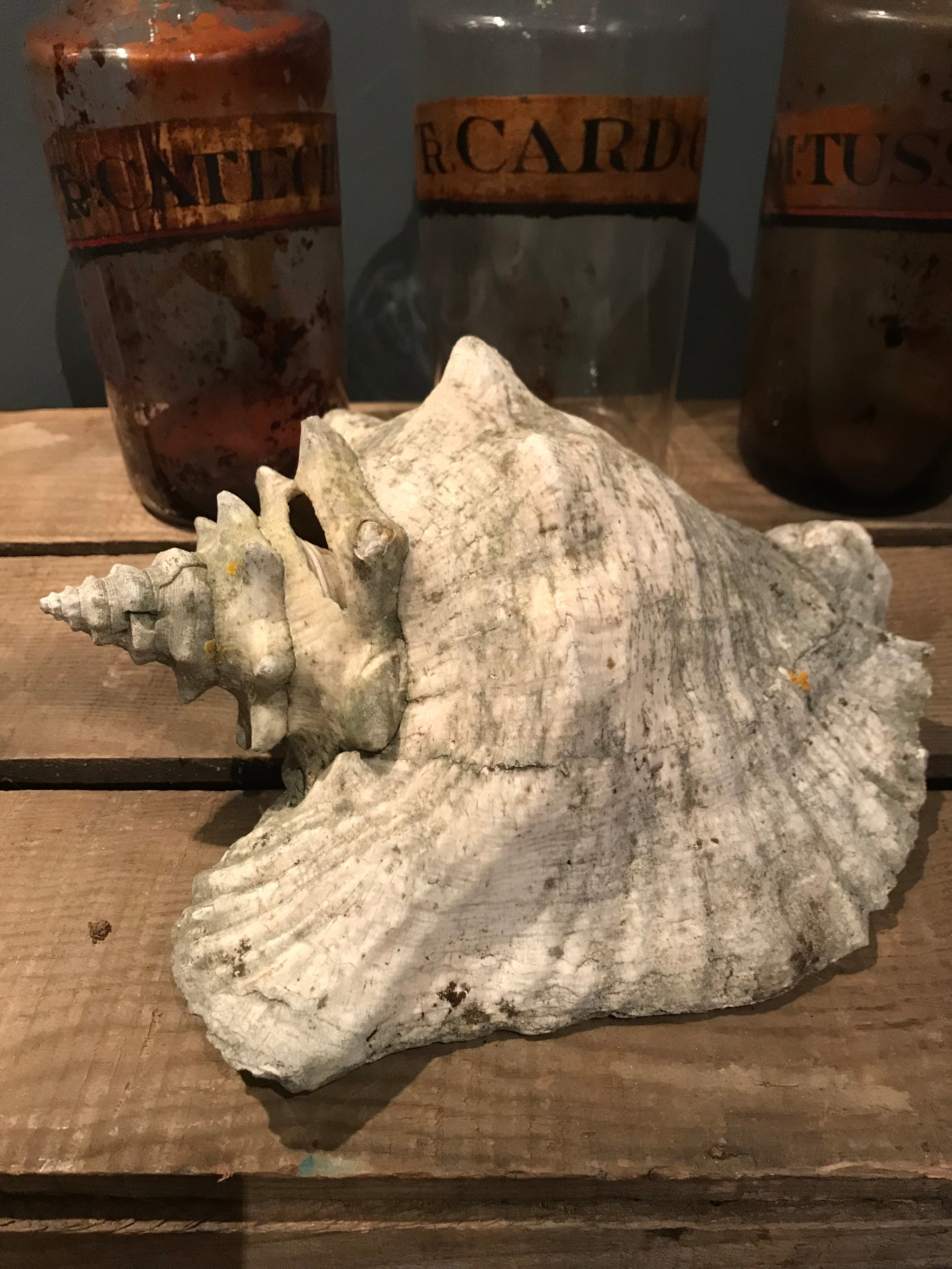 Conch shell clearance light