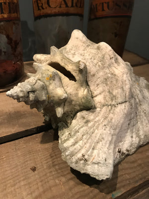 A weathered conch shell specimen- light tone