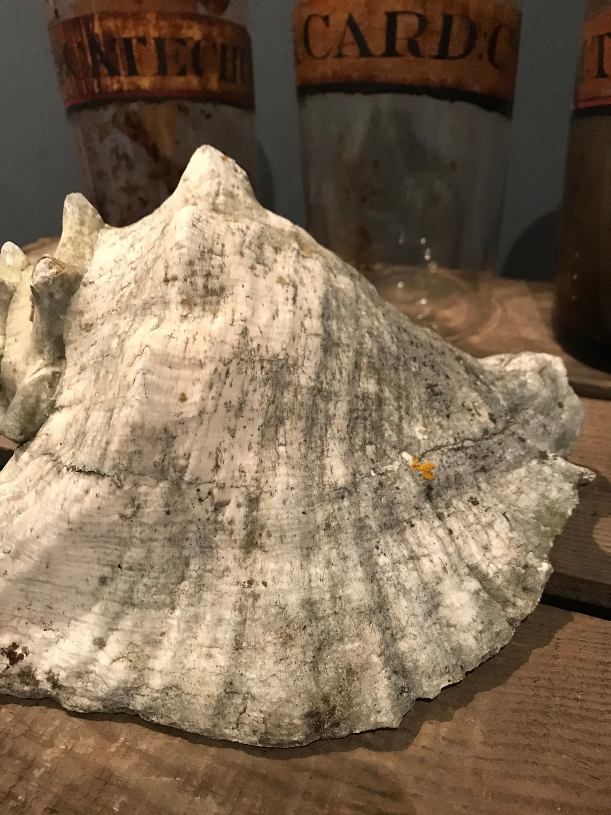 A weathered conch shell specimen- light tone
