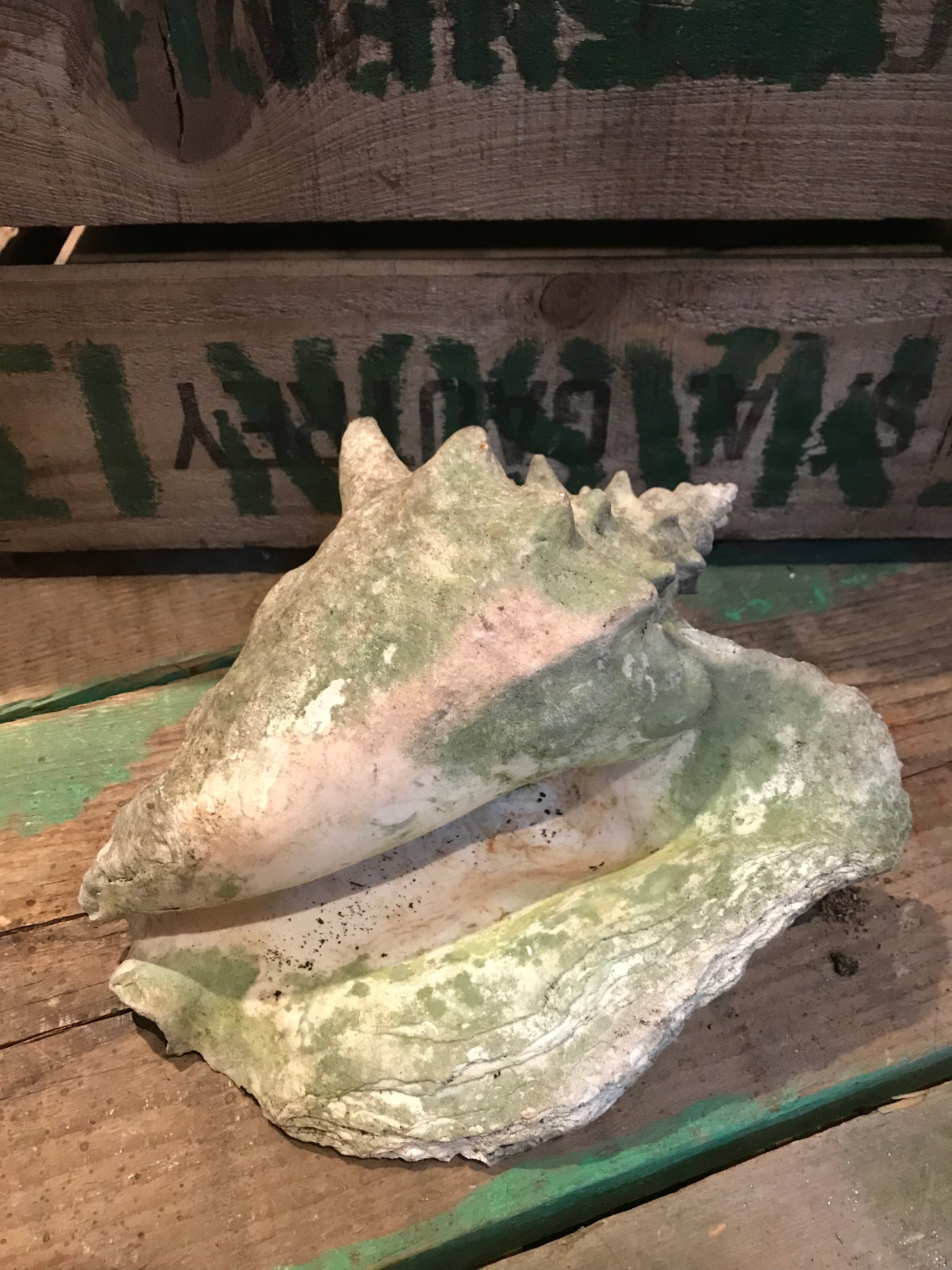 A weathered conch shell specimen- light tone