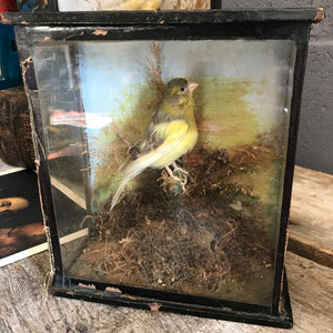A cased Victorian taxidermy canary bird