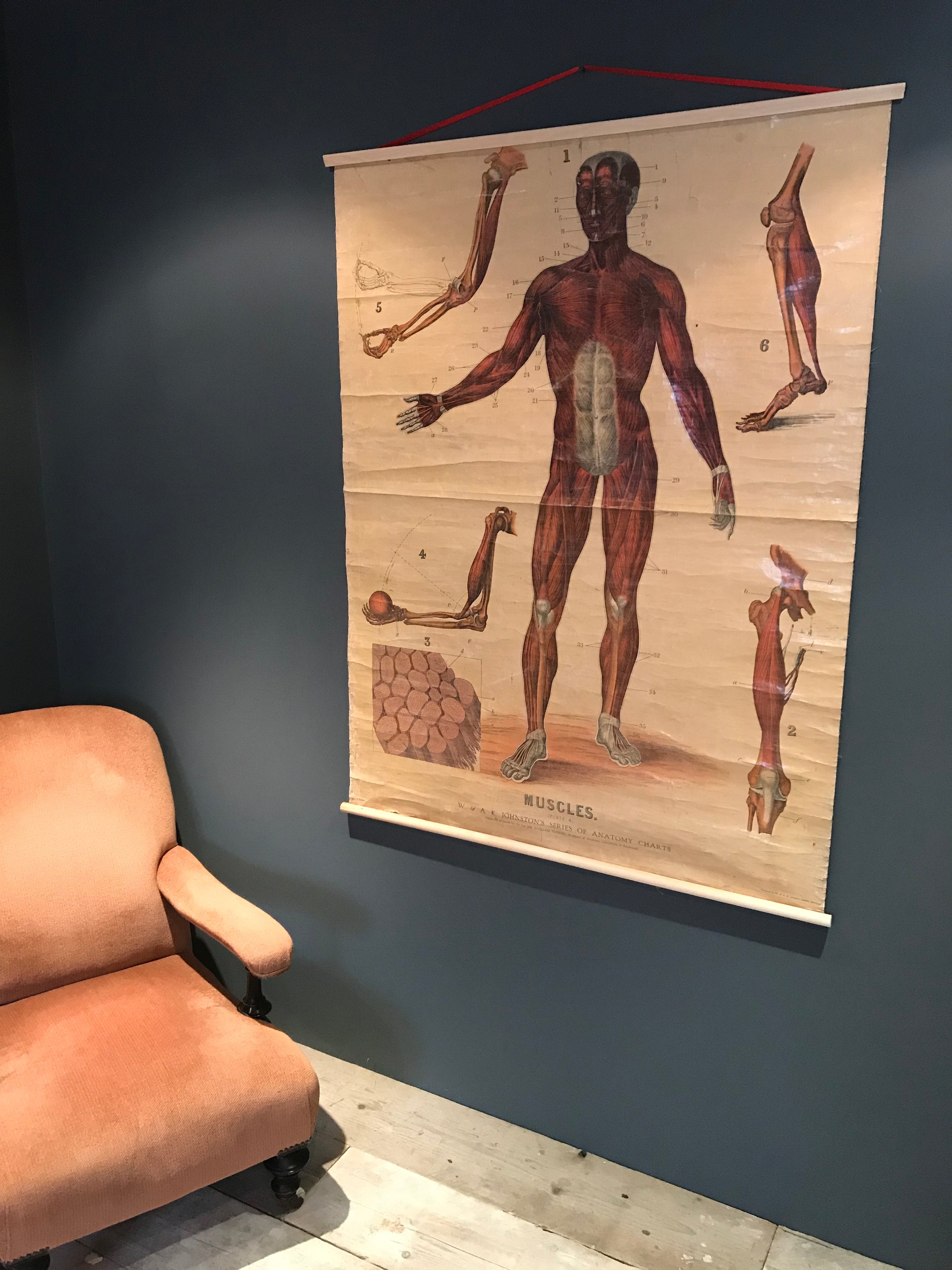 A large vintage W & A K Johnston's anatomical ecorche wall chart