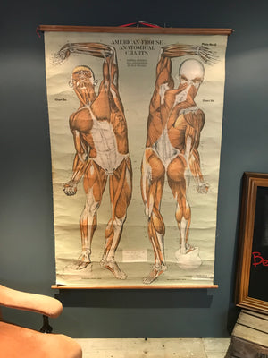 A very large vintage Rouilly Frohse Brodel anatomical ecorche wall chart