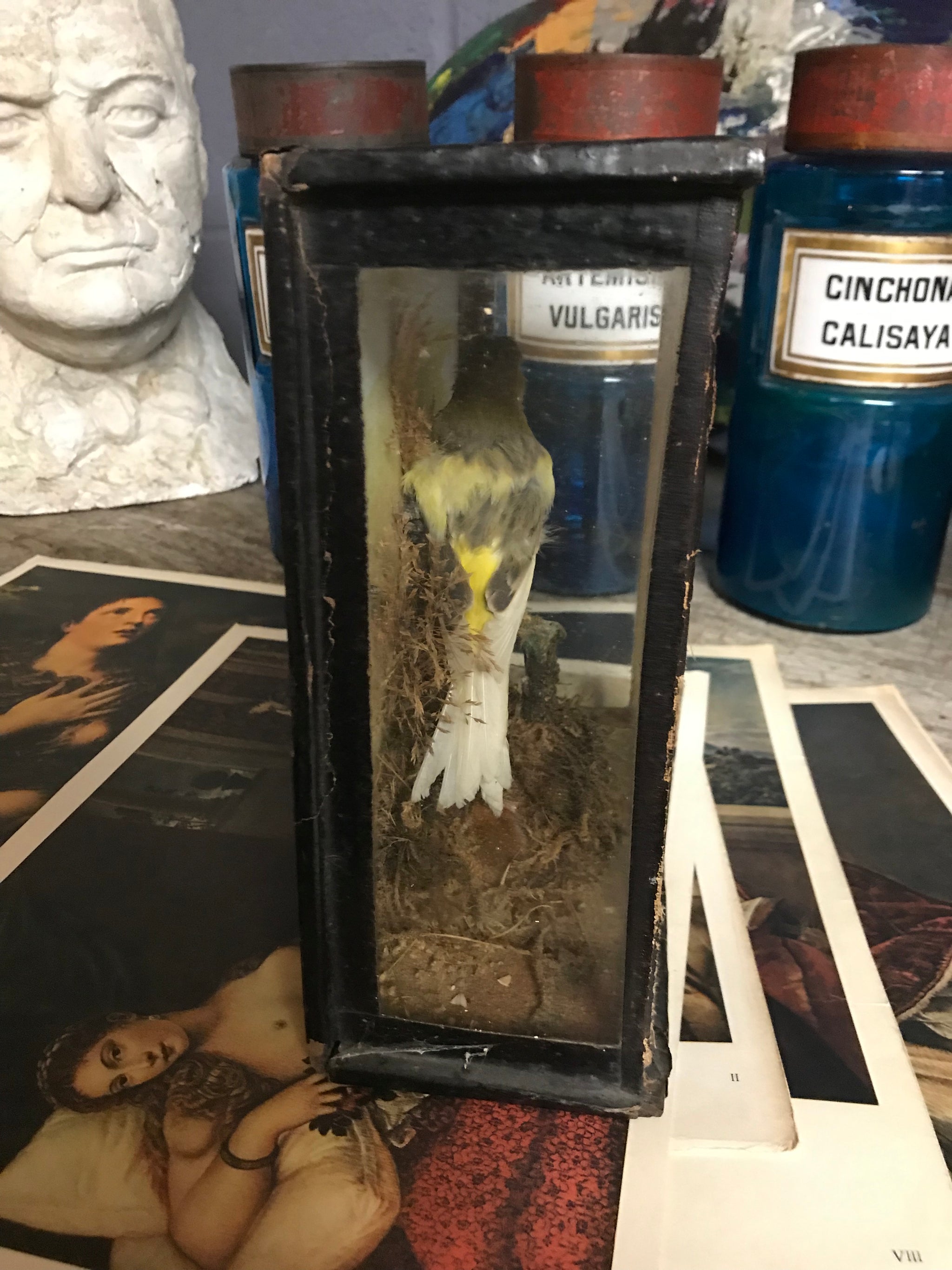 A cased Victorian taxidermy canary bird