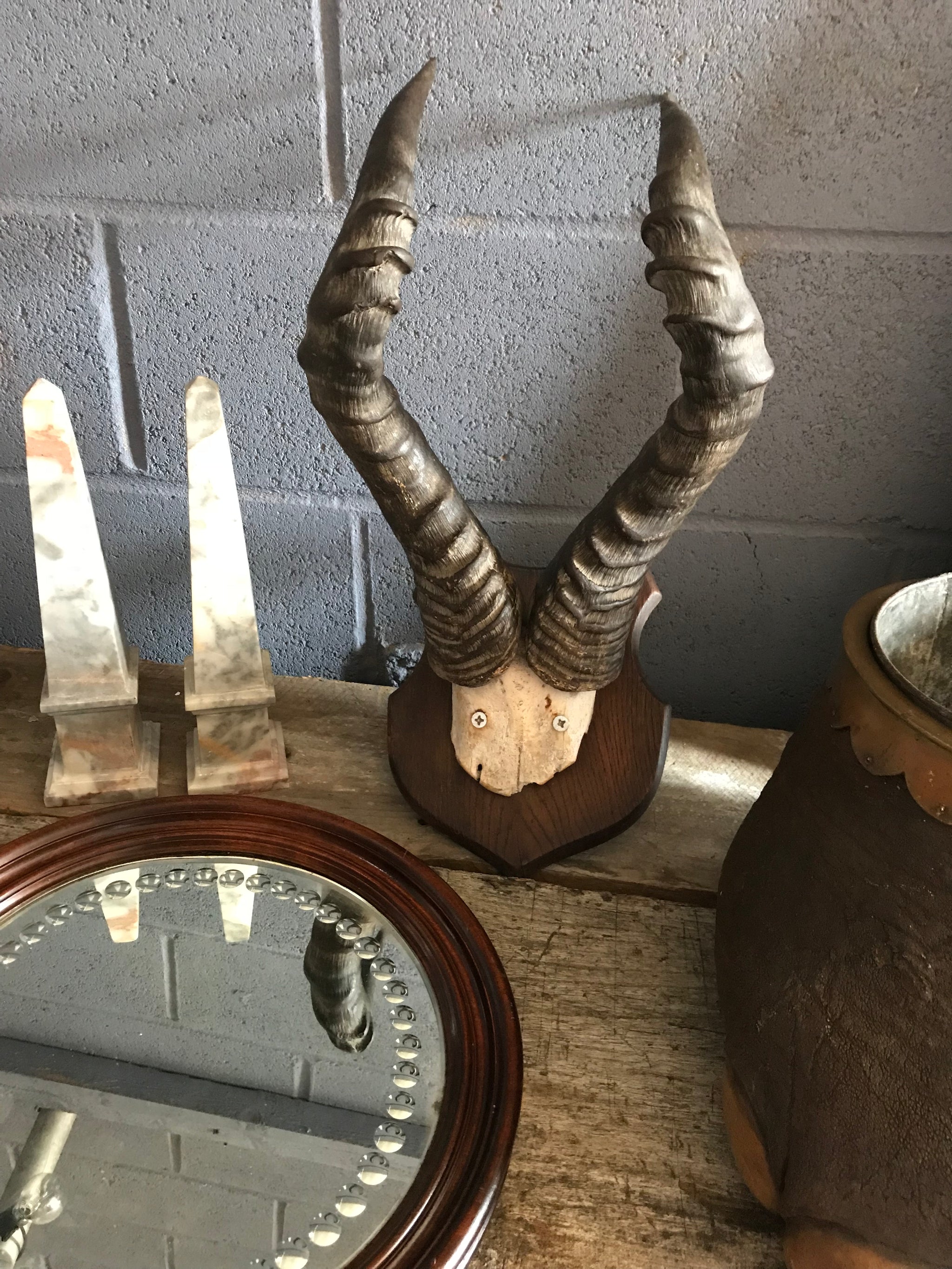 A large pair of taxidermy Red Hartebeest horns on a wooden shield