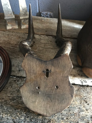 A large pair of taxidermy Red Hartebeest horns on a wooden shield