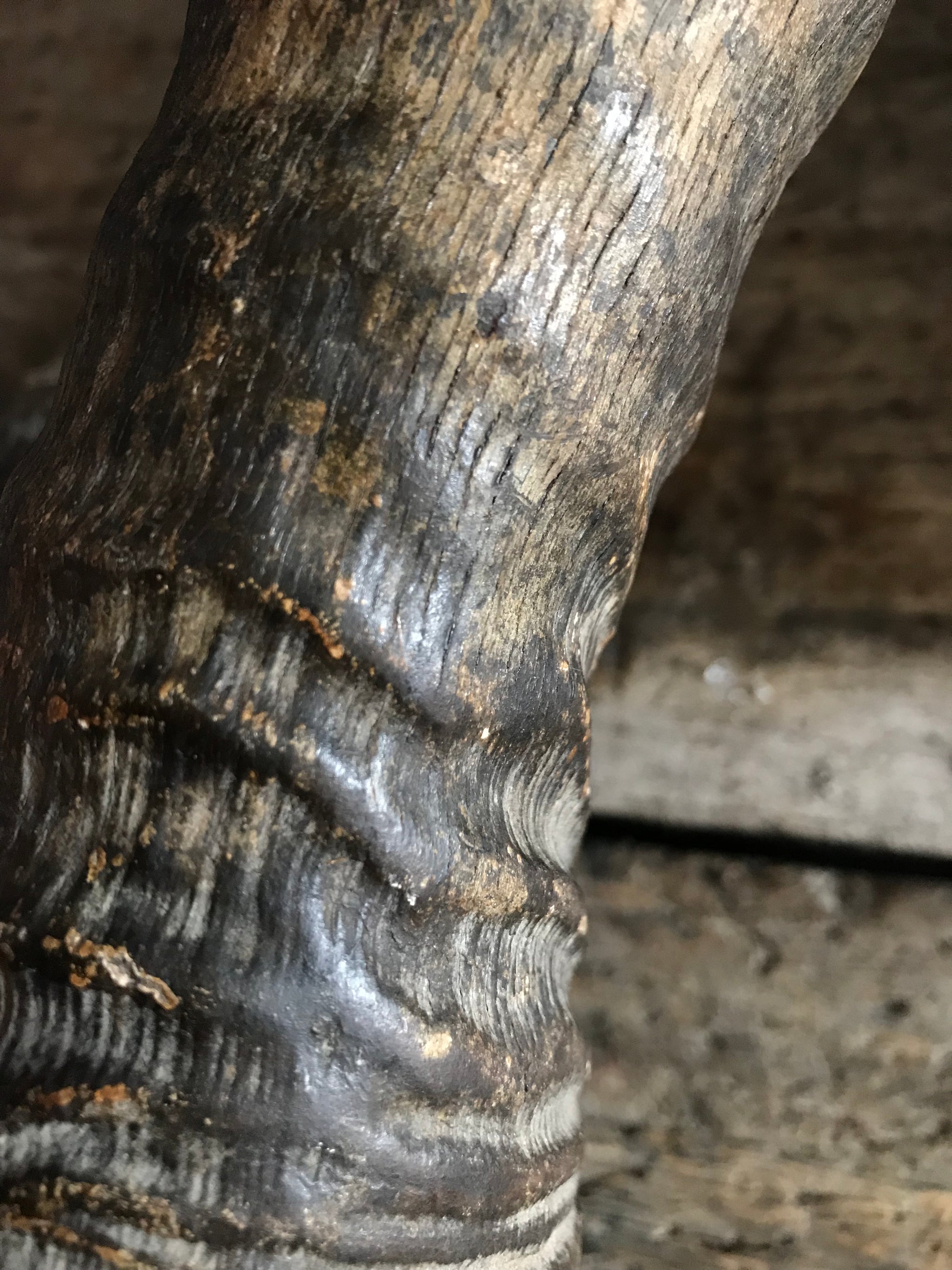 A large pair of taxidermy Red Hartebeest horns on a wooden shield
