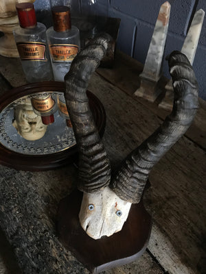 A large pair of taxidermy Red Hartebeest horns on a wooden shield