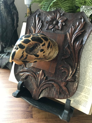 An antique mounted turtle head on a black forest Arts and Crafts shield