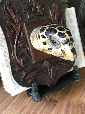 An antique mounted turtle head on a black forest Arts and Crafts shield