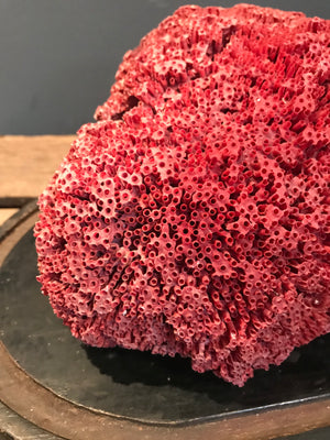 A rare natural red coral specimen- large