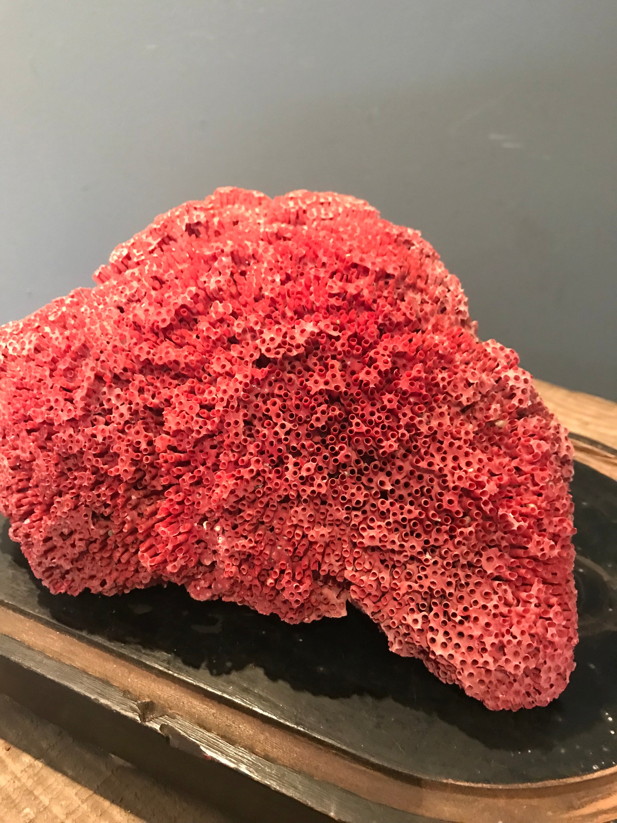 A rare natural red coral specimen- large - Belle and Beast Emporium