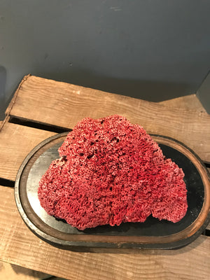 A rare natural red coral specimen- large