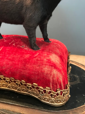 A miniature taxidermy puppy dog specimen on a red velvet cushion stand