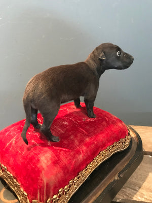 A miniature taxidermy puppy dog specimen on a red velvet cushion stand