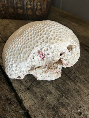 A large white brain coral natural history specimen