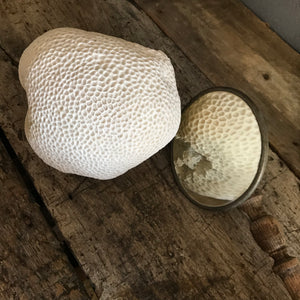 A large white brain coral natural history specimen