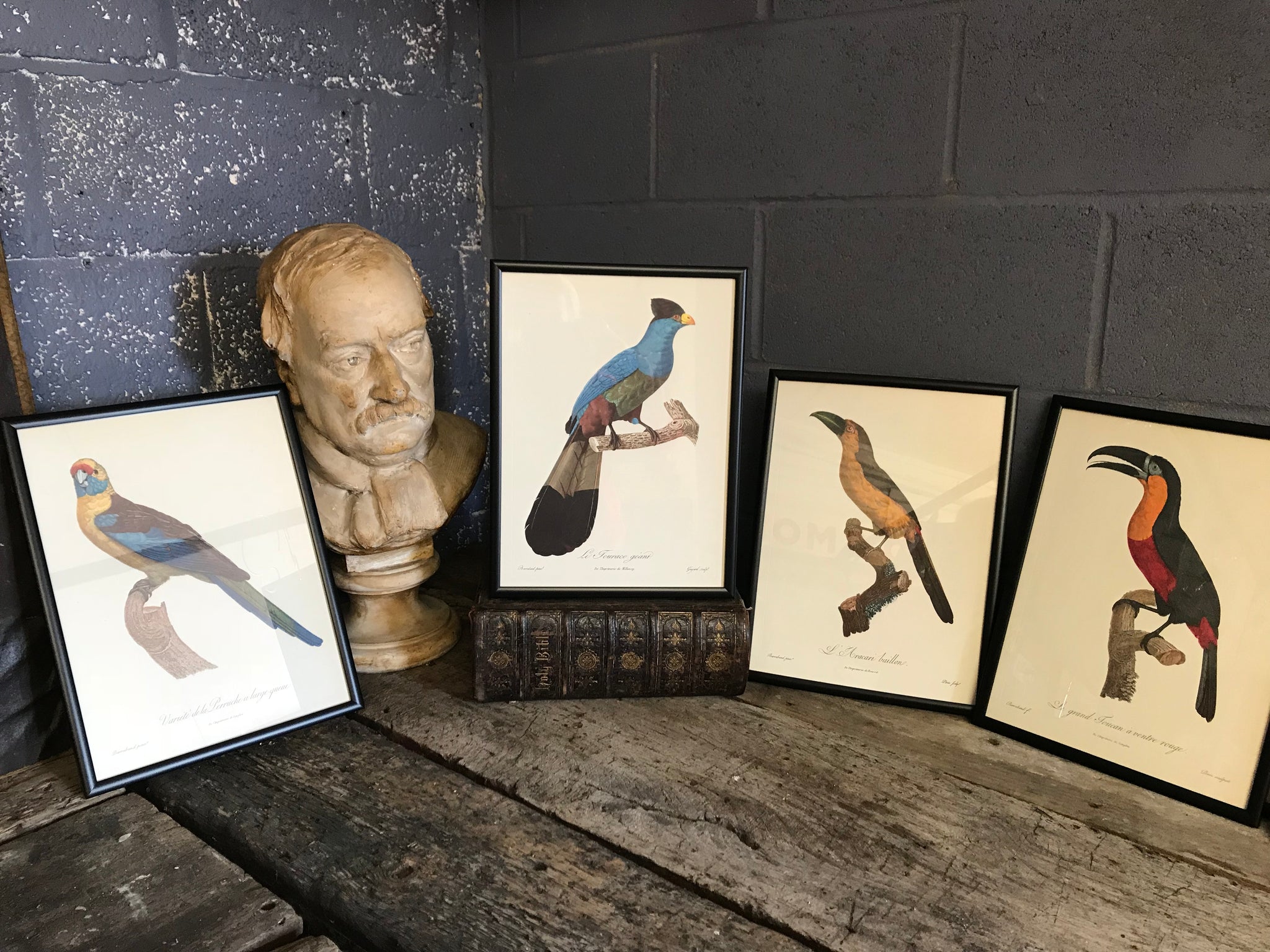 Rare exotic bird framed print 1796-1812- parrot, turaco, bird of paradise, 'tucan'